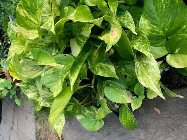Giant Variegated Golden Pothos Cutting - 3 Node Hawaiian Epipremnum Aureum - Rare Indoor Climbing Plant for Propagation