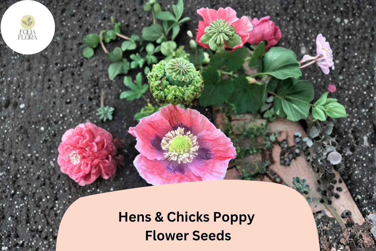 Christmas Cactus Starter Plant - Miss Shimano - Schlumbergera Truncata - Well-Rooted Indoor Cactus for Holiday Decor