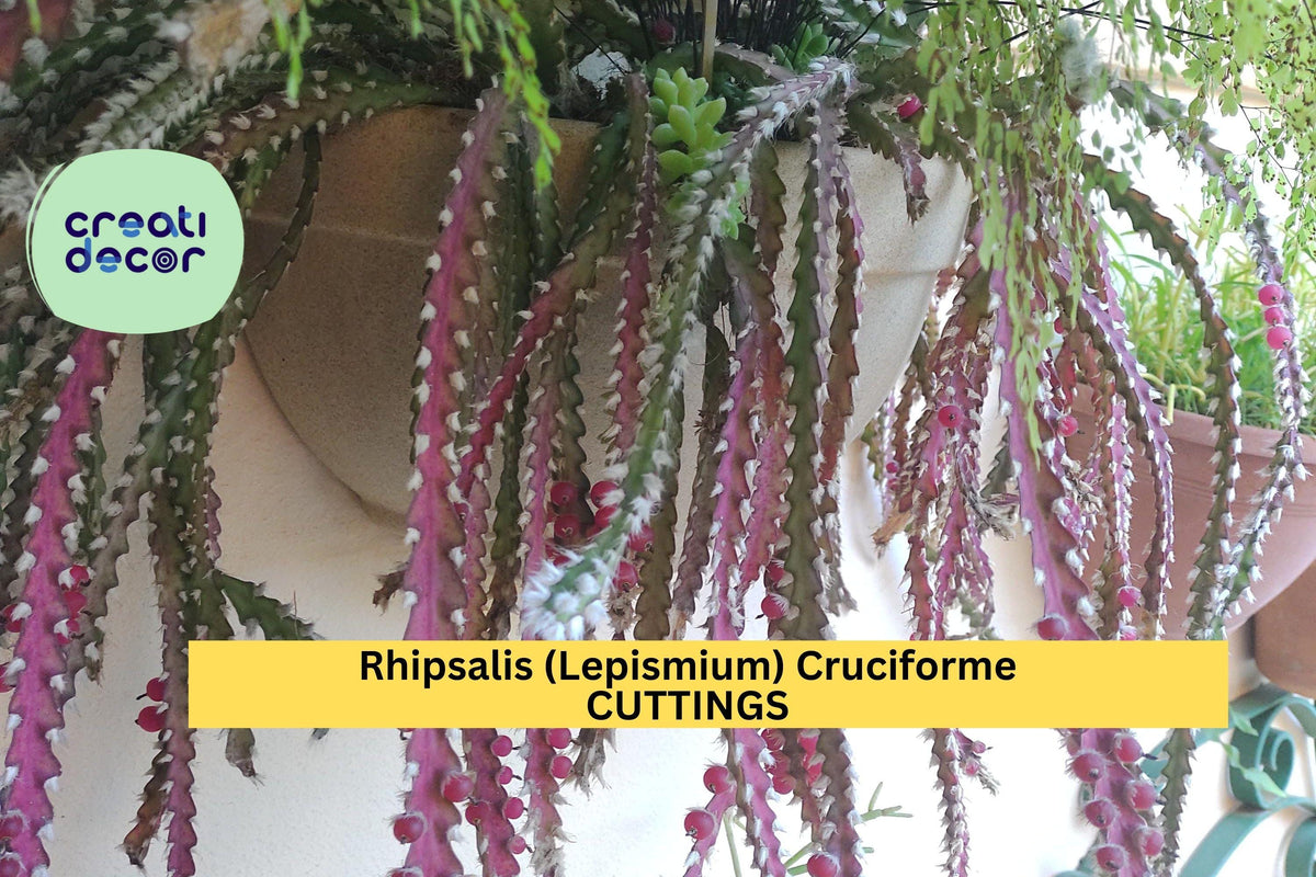 Christmas Cactus Starter Plant - Miss Shimano - Schlumbergera Truncata - Well-Rooted Indoor Cactus for Holiday Decor