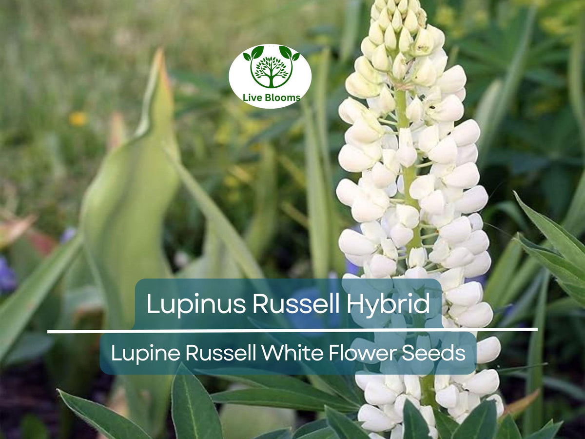 20 Seeds Lupine Russell White - Lupinus Russell Hybrid, Easy to Grow, Pollinator-Friendly, Non-GMO, Hardy Perennial Plant