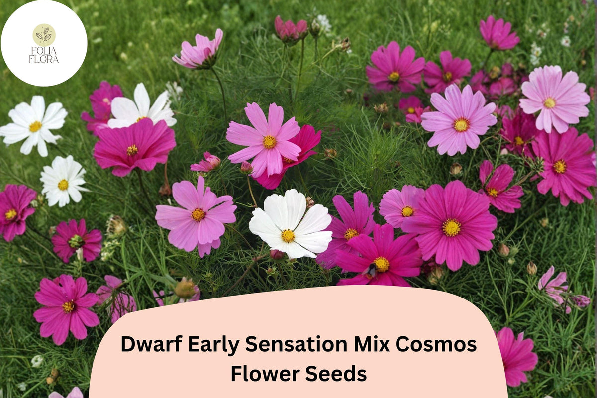 Christmas Cactus Starter Plant - Miss Shimano - Schlumbergera Truncata - Well-Rooted Indoor Cactus for Holiday Decor
