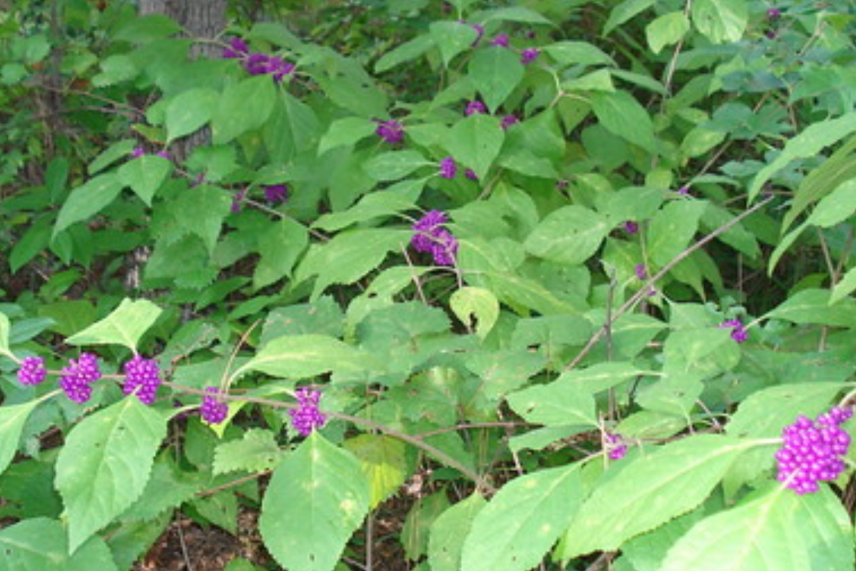 10 Organic Japanese Beautyberry Cuttings | 5-7" Unrooted Edible Plant | Callicarpa japonica | Vibrant Purple Berries