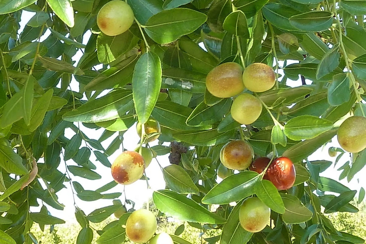Shanxi Jujube Scion Cuttings - (2) 6-Inch Grafting Cuttings - Deciduous Fruit Tree - Ziziphus jujuba - Hardy Zones 5+