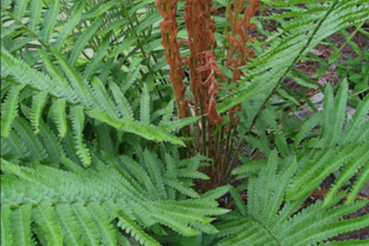 3 Small Bare-Root Cinnamon Ferns | Shade-Loving Perennial | Osmunda cinnamomea | Fast Shipping