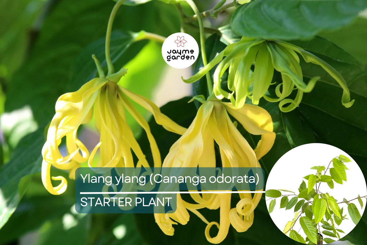 Christmas Cactus Starter Plant - Miss Shimano - Schlumbergera Truncata - Well-Rooted Indoor Cactus for Holiday Decor