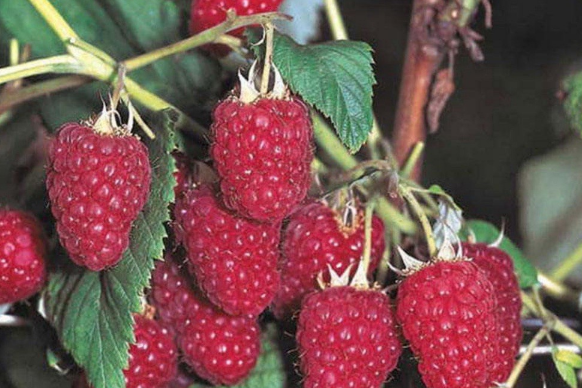 Royalty Purple Raspberry Bare Root Canes | 2-Year-Old | Large Sweet Berries | Rubus idaeus ‘Royalty’ | Cold Hardy Zones 4-8