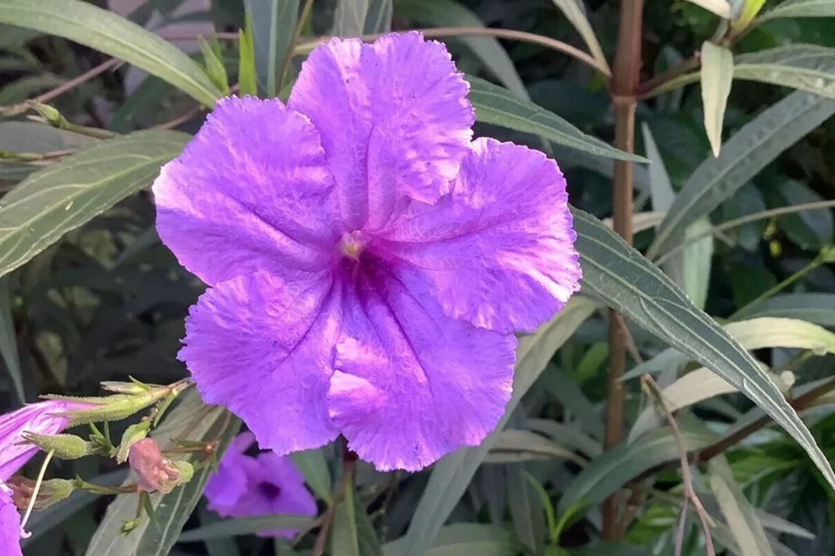 Mexican Petunia Plants, 2 Live Bare Root, Exotic Purple Blooms, Ruellia Tuberosa - Perfect for Gardens & Outdoor Spaces