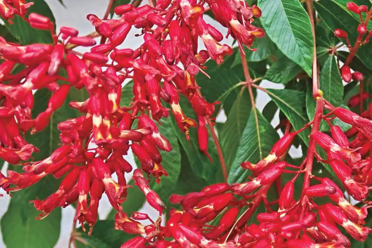 2 Buckeye Red Trees Bare-root, Stunning Red Blooms, Oval Shape, Aesculus pavia, Ideal Specimen for Zones 4-8