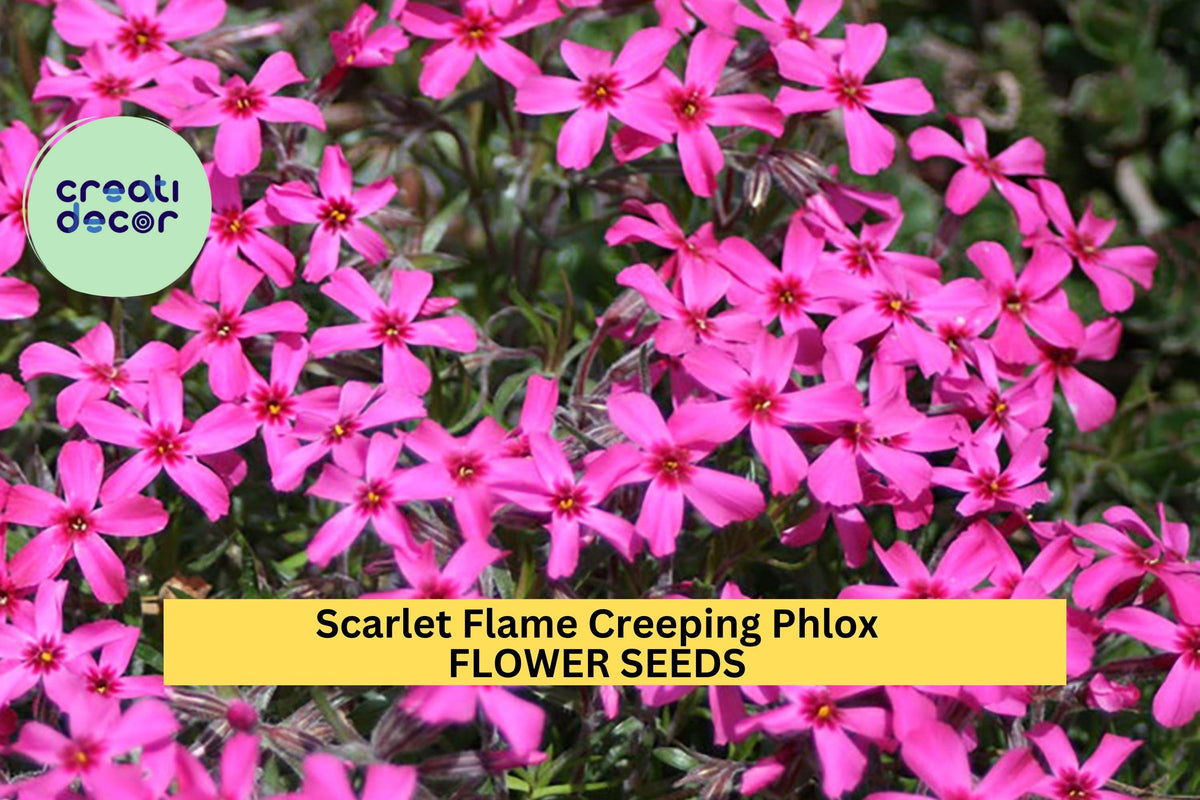 Christmas Cactus Starter Plant - Miss Shimano - Schlumbergera Truncata - Well-Rooted Indoor Cactus for Holiday Decor