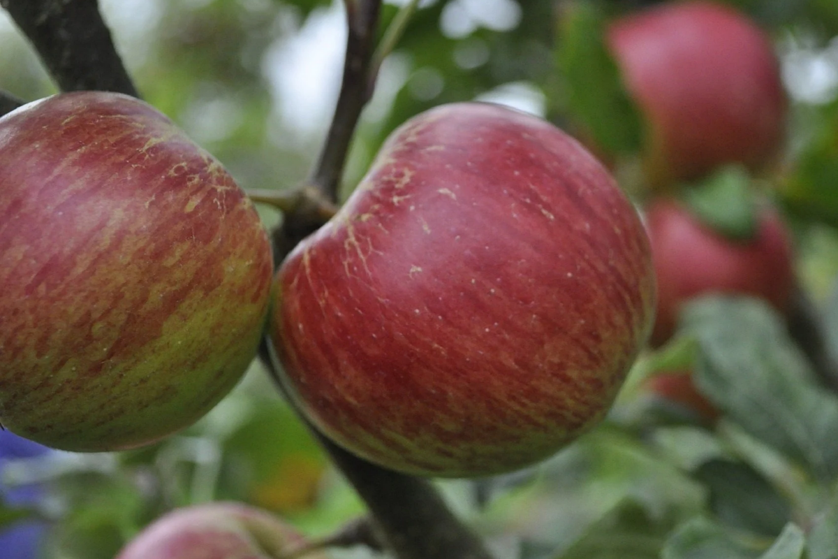 JonaGold Apple Tree 2-3ft Bare Root | Sweet-Tart Malus domestica 'JonaGold' | Cold Hardy Zones 4-8 | Live Fruit Tree