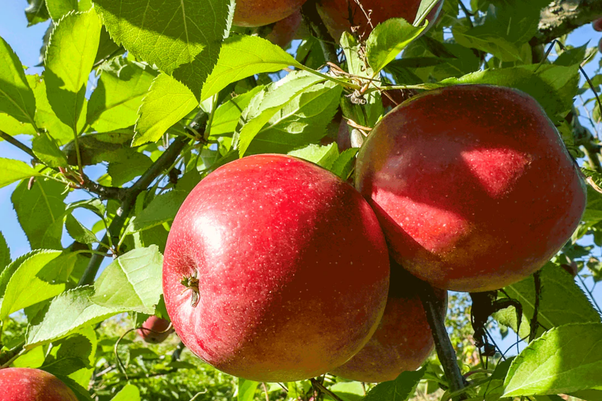 Fuji Apple Tree Live Plant | 2-3 Ft Bare Root Semi-Dwarf | Sweet Apples | Malus domestica 'Fuji' | Cold Hardy Zones 4-9