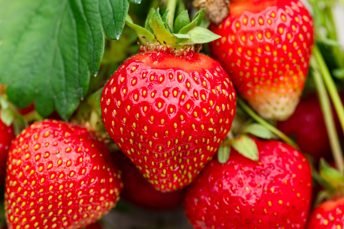 Jewel Strawberry Plants - Bare Root - Sweet Strawberries - Fragaria × ananassa - Ideal for Home Gardens and Containers