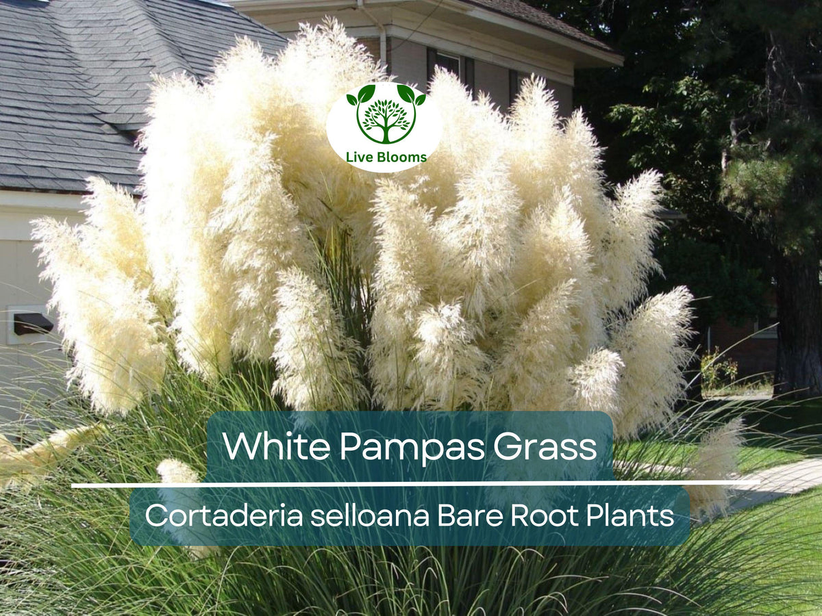 Ocean Spray Bush Seeds 50 Count - Cream Bush Holodiscus discolor - Native Plant Garden Seeds for Pollinators