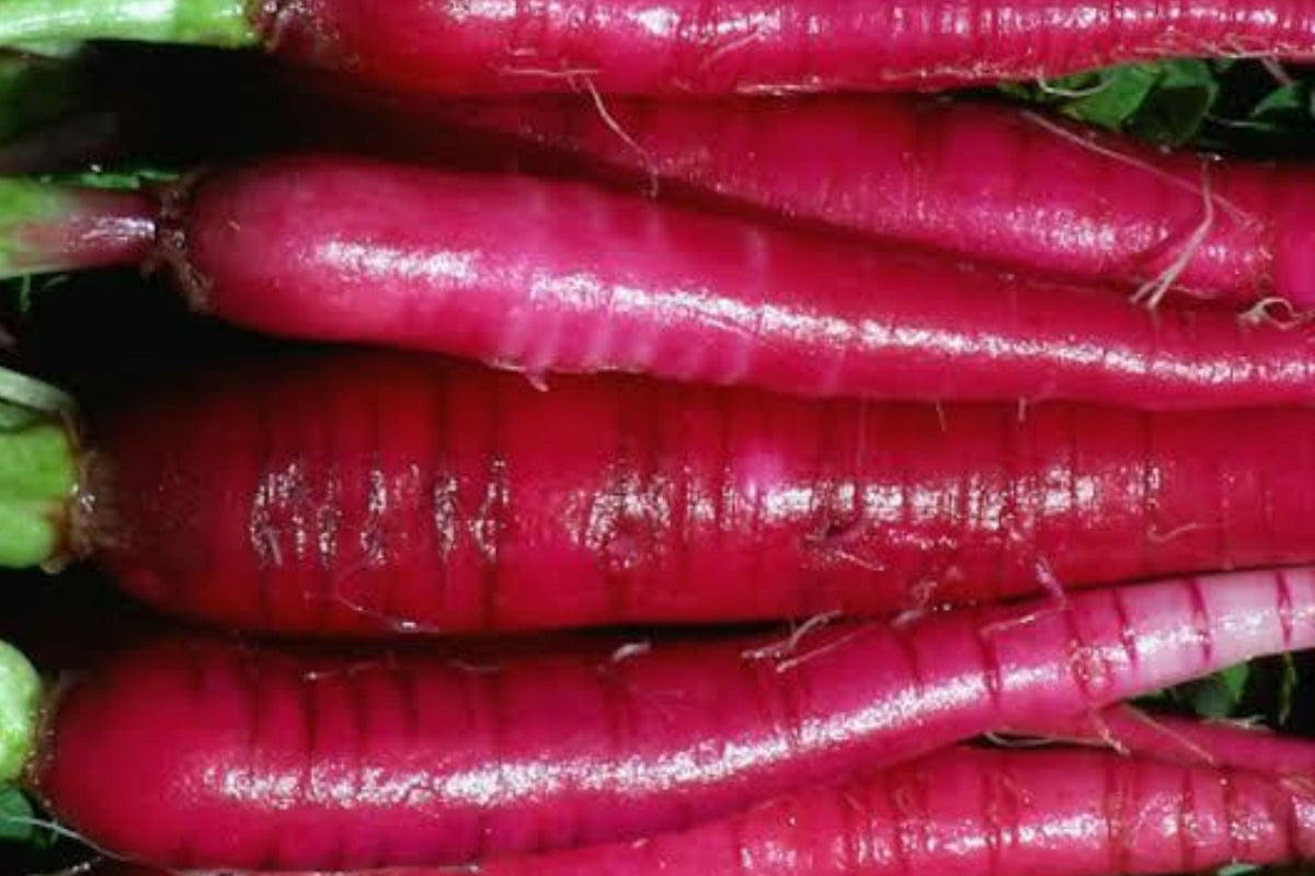 Long Red Radish Seeds 300+ Non-GMO Heirloom Raphanus sativus for Vegetable Garden, Fast-Growing, Flavorful Produce