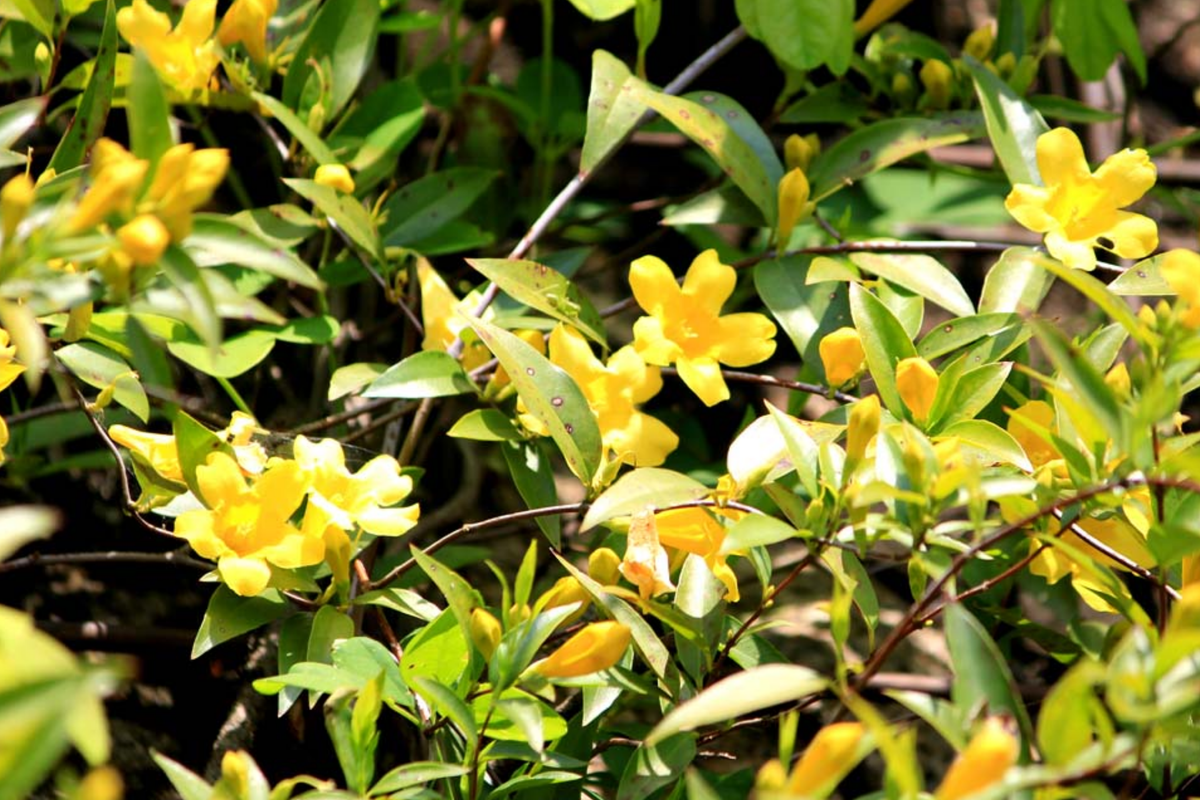 Yellow Carolina Jasmine Live Plants (6) - 8-10" Rooted Vines, Gelsemium sempervirens, Climbing Flowering Vine, Yellow Blooms