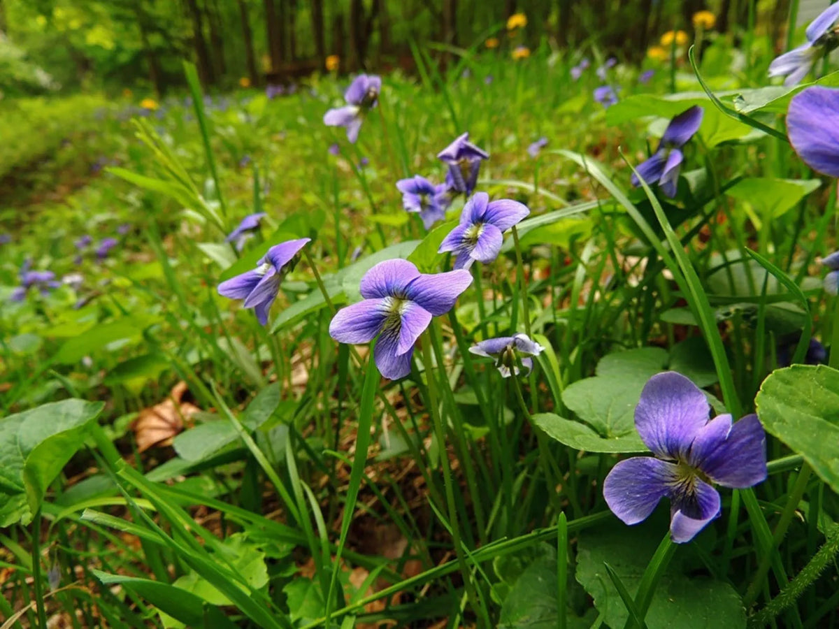 20 Live Wild Violet Plants - Hardy Ground Cover - Viola Sororia - Edible Flowers for Lawn & Shade Gardens