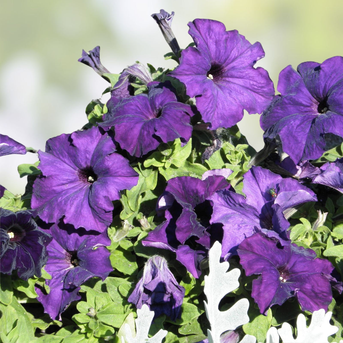 Scarlet Velvet Petunia Seeds - 1000+ Bulk Seeds - Perennial Flower Seeds - Petunia × atkinsiana - US Seller