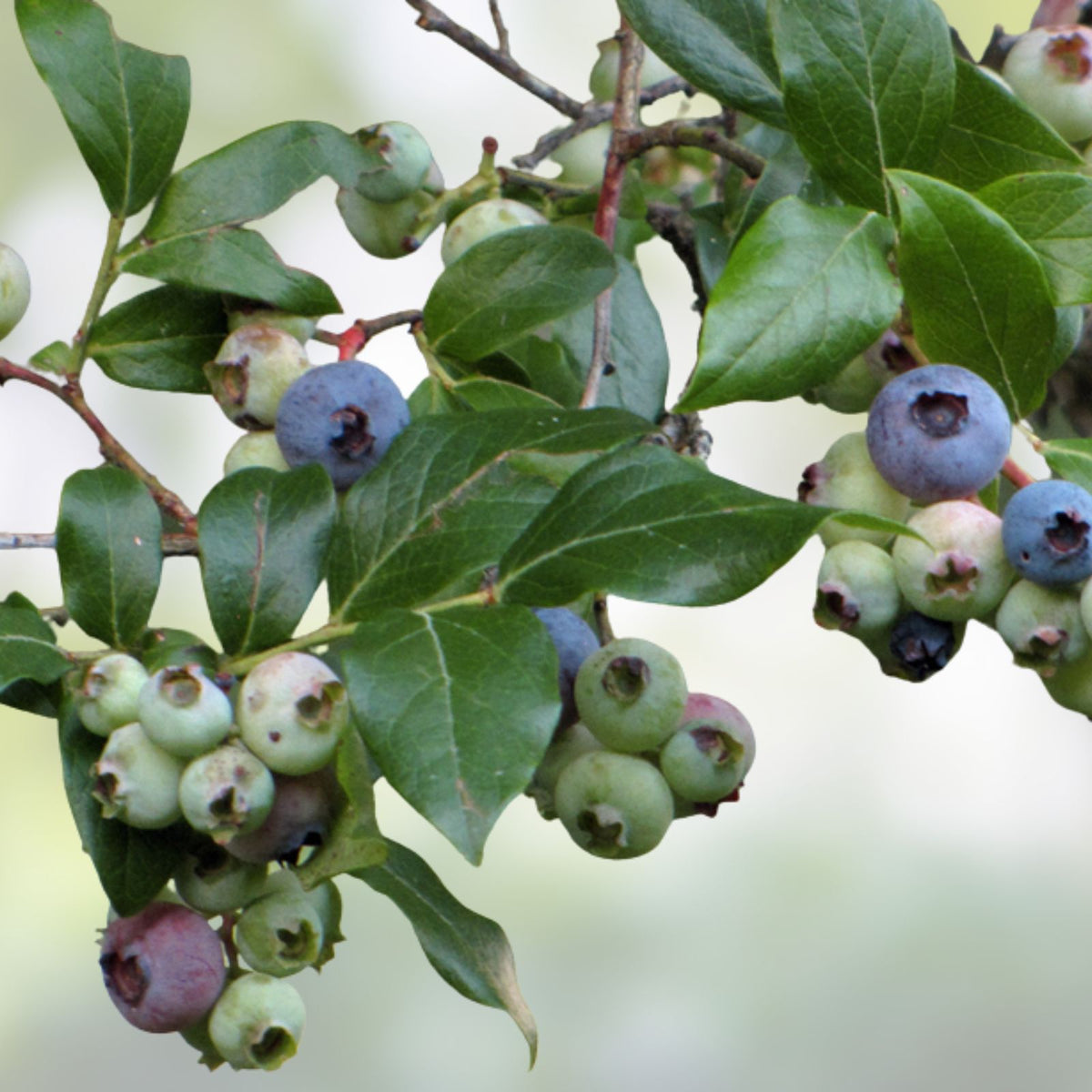 Northern Highbush Blueberry Seeds - 250+ Heirloom, Non-GMO, USA Grown Perennial (Vaccinium corymbosum)