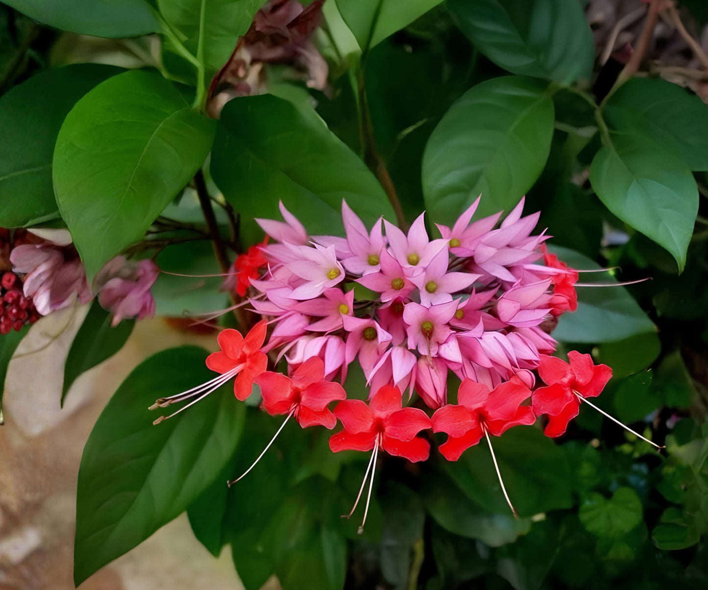 Pink Clerodendrum Cuttings with Roots - 3 Count - Vibrant Indoor Plant Cuttings - Clerodendrum thomsoniae