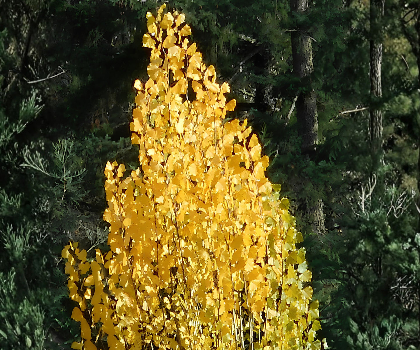 Theves Poplar Cuttings - 10-12 Inch Easy to Root - Populus nigra ‘Afghanica’ - Fast Growing Tree Propagation