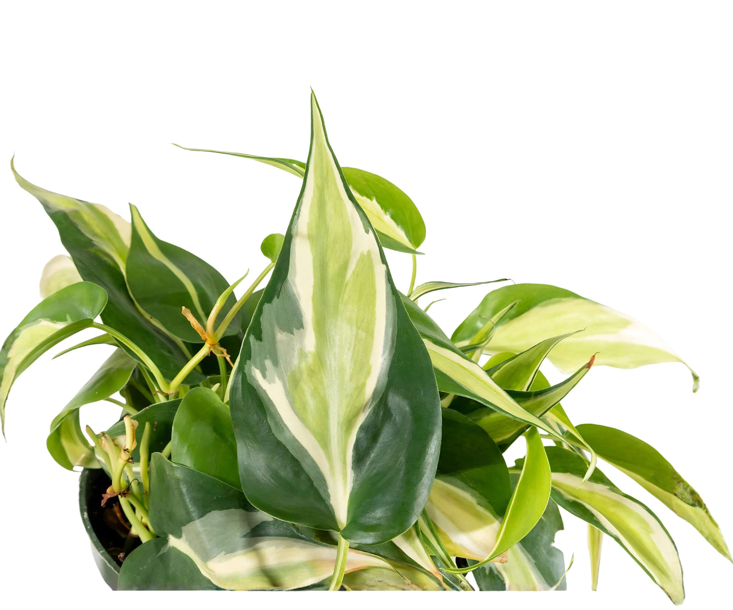 Philodendron Silver Stripe Live Houseplant in 2 Inch Pot - Philodendron 'Silver Stripe'