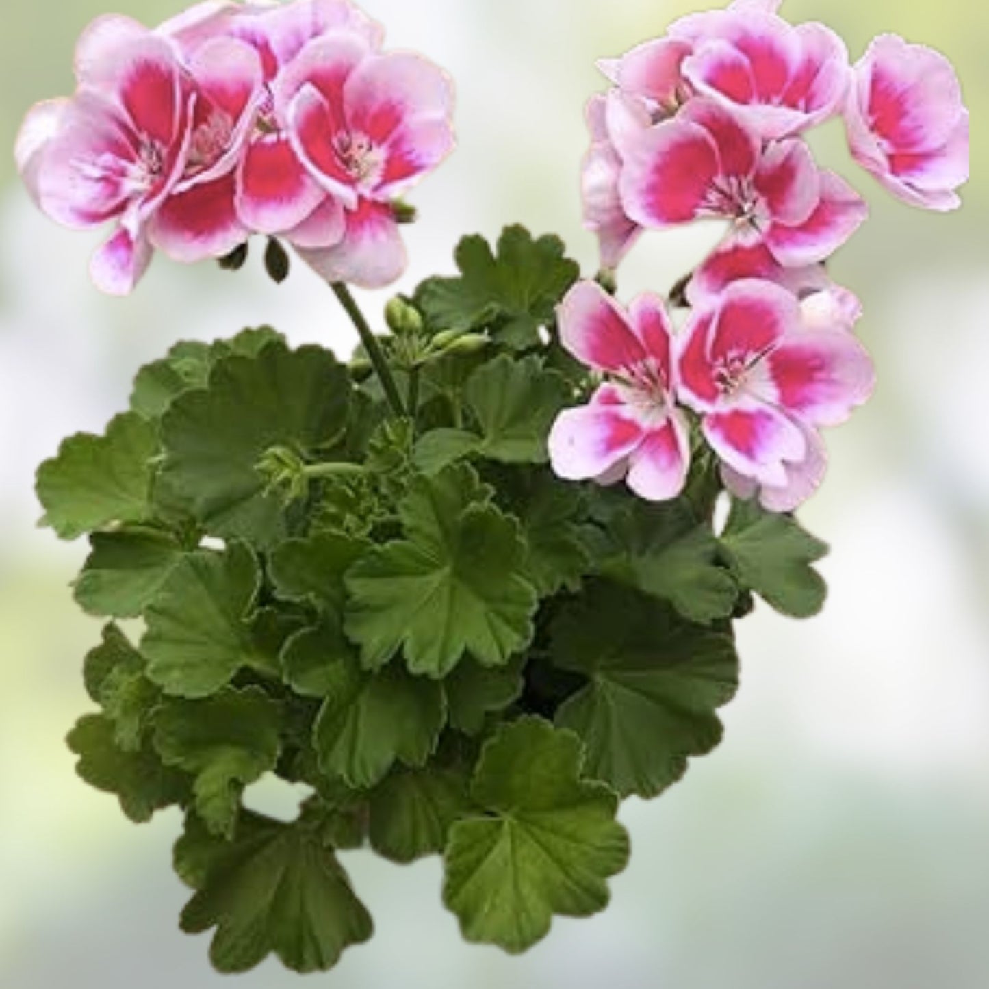 Geranium Seeds - 100+ Pack - Magenta Marvel - Fragrant Flower Seeds - Non-GMO