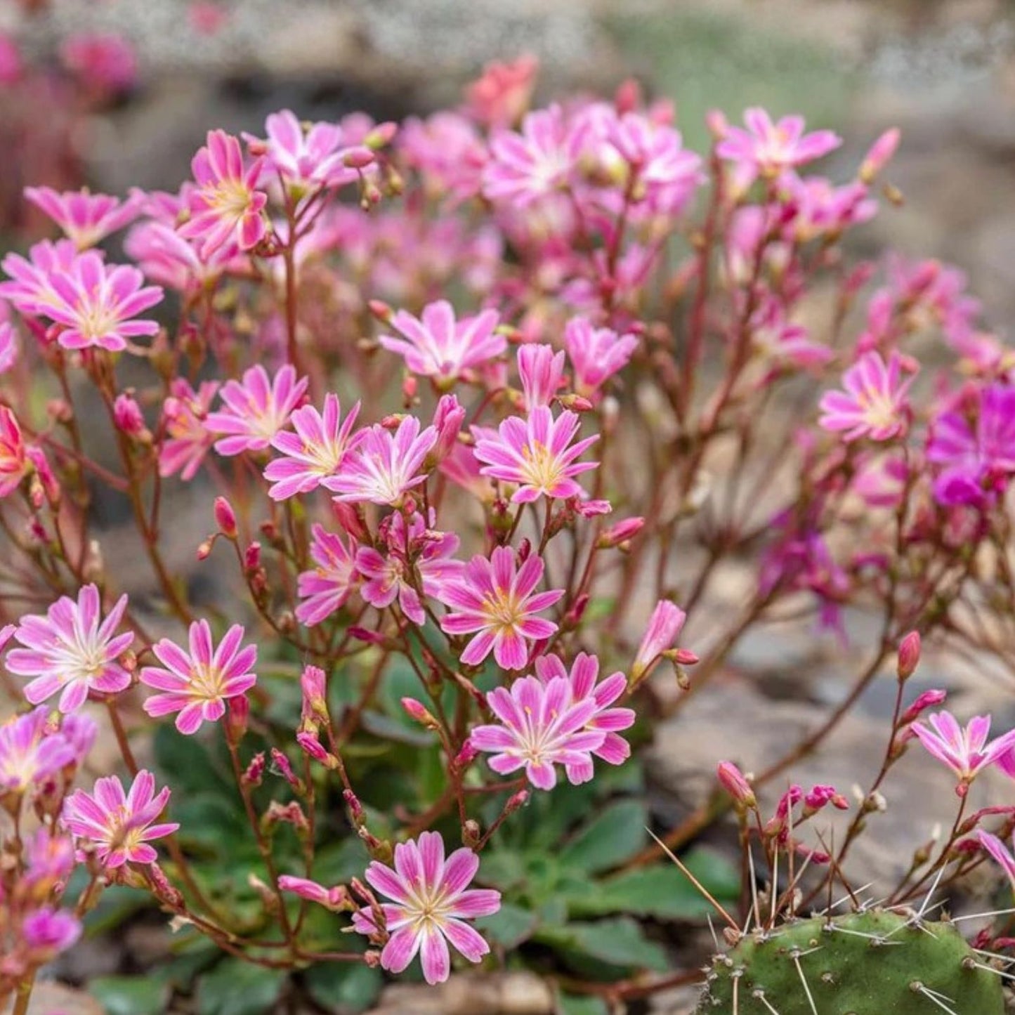 Lewisia Seeds - Caramel Flair - 35 or 100 Non-GMO Flower Seeds - Ideal for Garden Planting