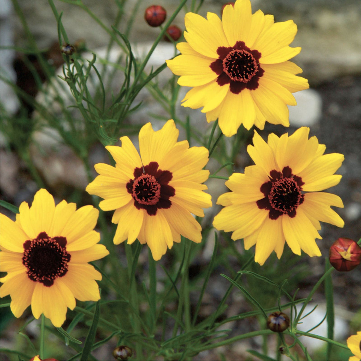 Plains Coreopsis 100 Seeds | Non-GMO | Wildflower Variety | Coreopsis tinctoria | Bulk Seed Pack