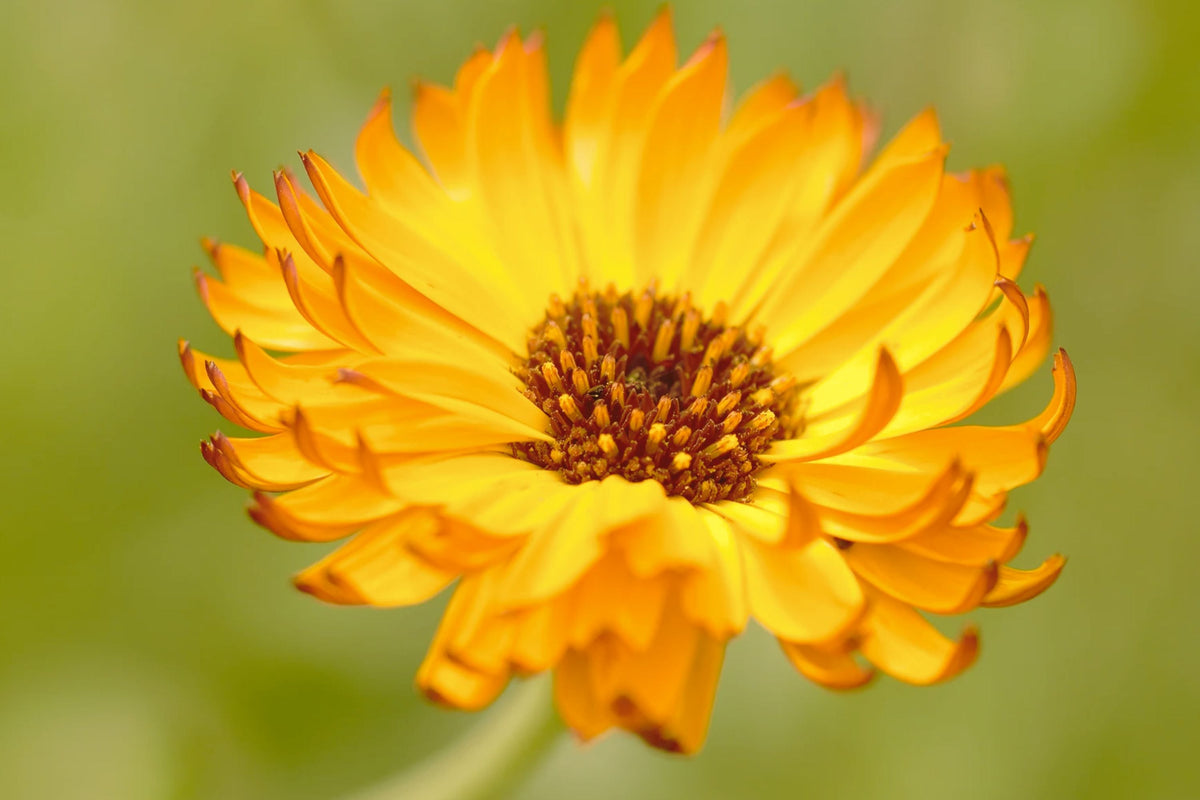 Calendula Flower Seeds - Fiesta Gitana Color Mix - Non-GMO Edible Flowers - Calendula officinalis - 100 Seeds Packet