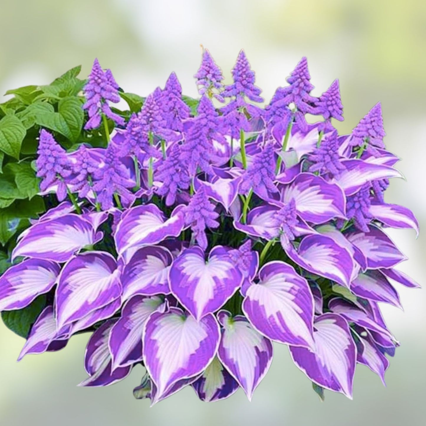 Purple Hosta Seeds - Perennial Plant Seeds for Outdoor Garden - Hosta Plantaginea