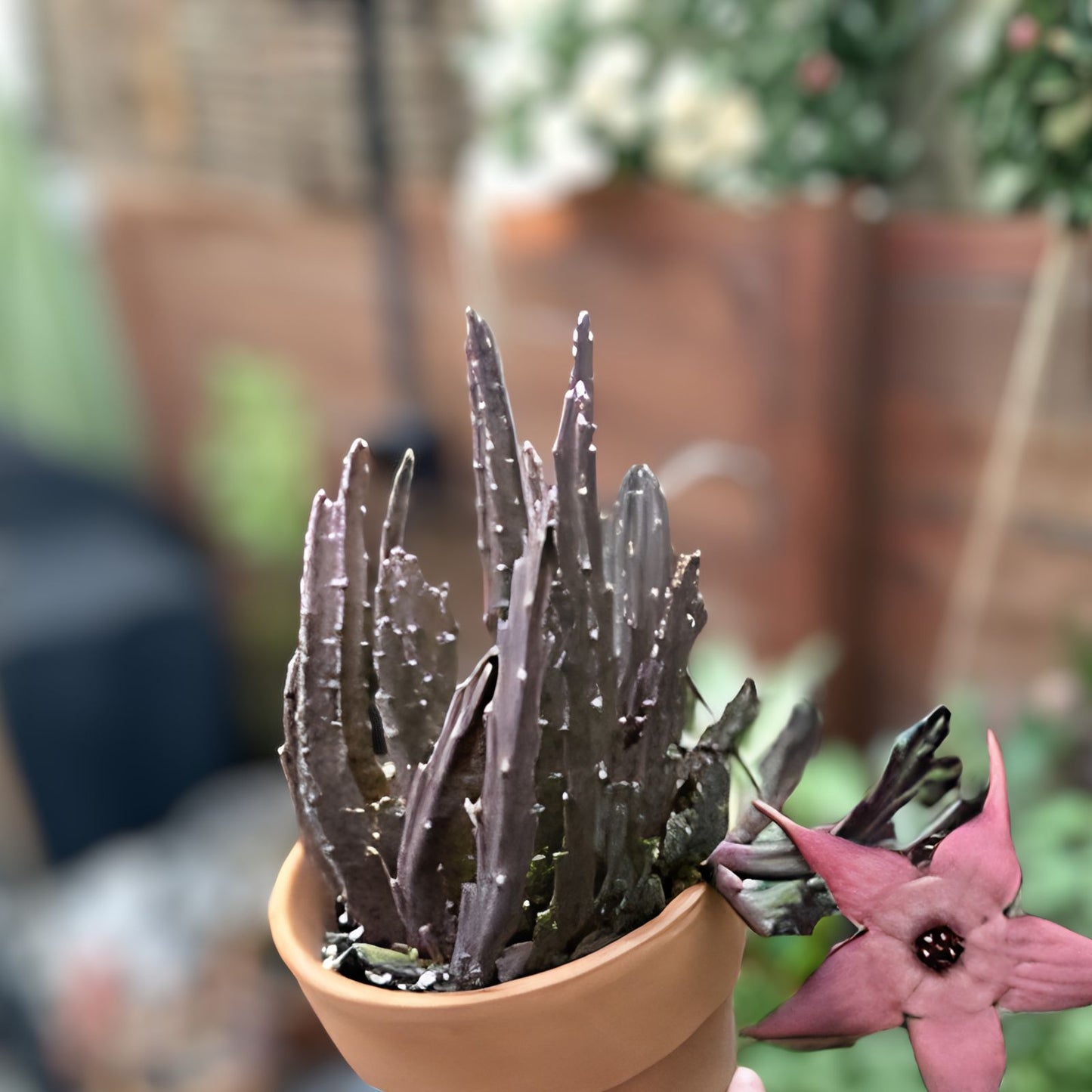 Blooming Cactus Plant - Stapelia schinzii var. angolensis - Live Rooted Succulent - Unique Flowering Cactus