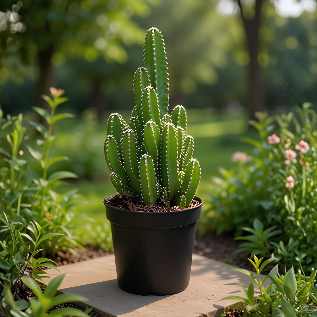 Fairy Castle Cactus Opuntia microdasys 4-inch Pot Live Houseplant Easy Care Beginner Succulent Plant