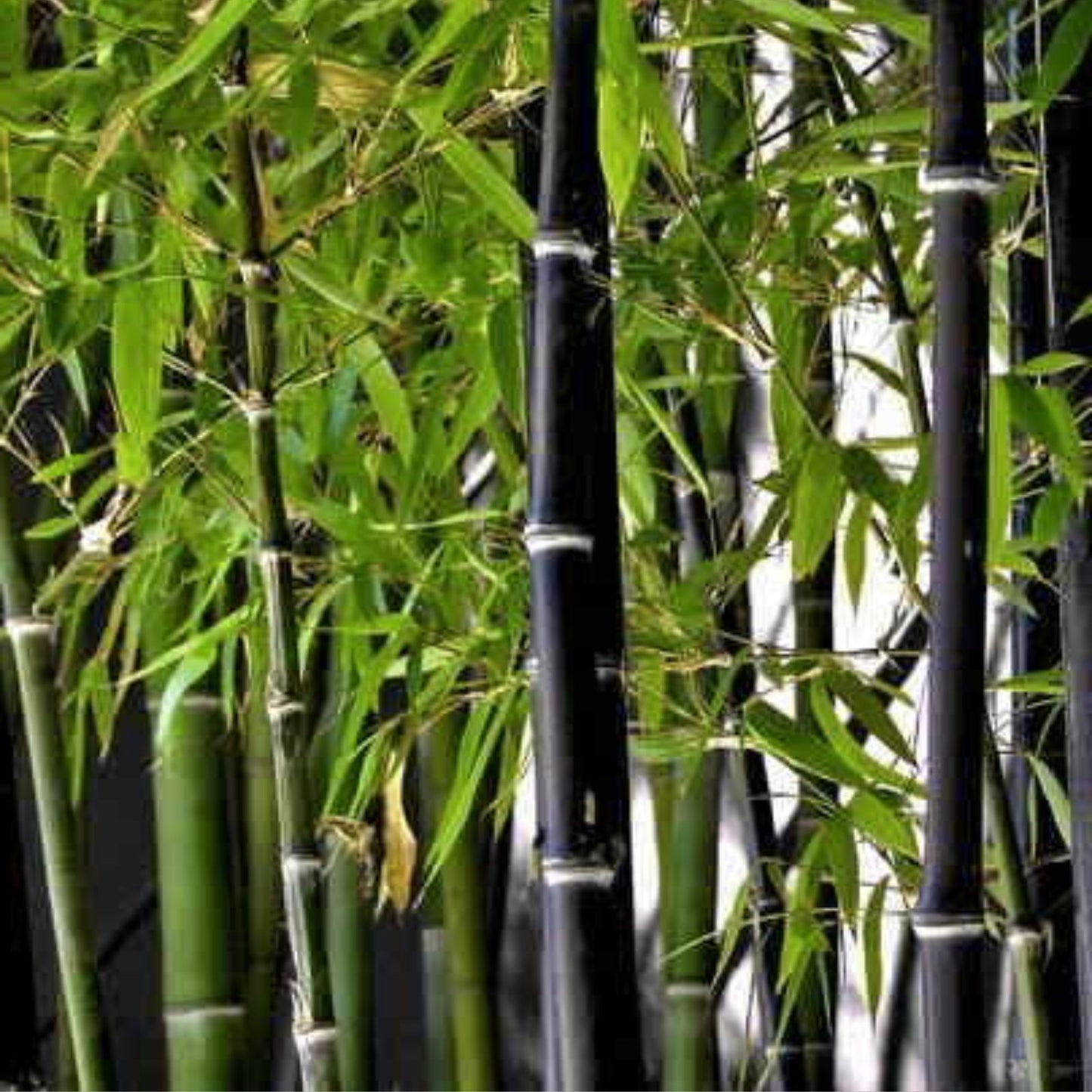 Black Bamboo Rhizomes - Cold-Hardy Evergreen - Fast-Growing Privacy Screen - Phyllostachys nigra