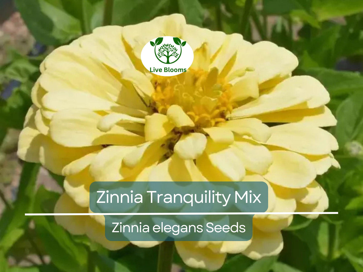 100 Seeds Zinnia Tranquility Mix - Double Bloom Flowers for Butterflies & Hummingbirds, Zinnia elegans, Vibrant Garden Blooms