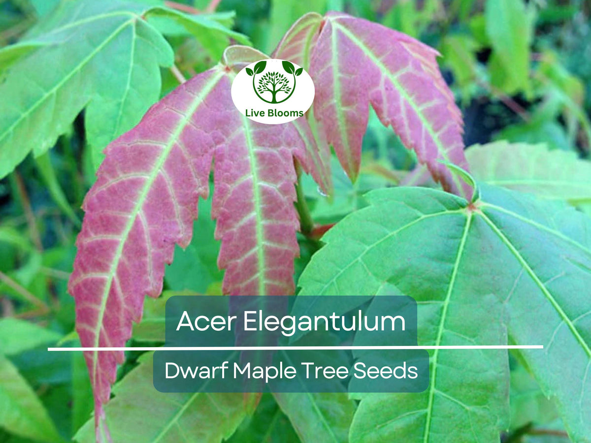 10 Seeds Acer Elegantulum Dwarf Maple - Rare Japanese Maple for Bonsai & Gardens - Unique Foliage, Easy to Grow