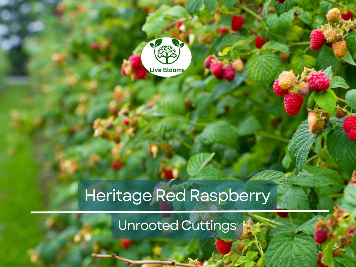 10 Unrooted Scion Cuttings - Heritage Red Raspberry - Rubus idaeus - High-Yield Berry for Rooting or Grafting