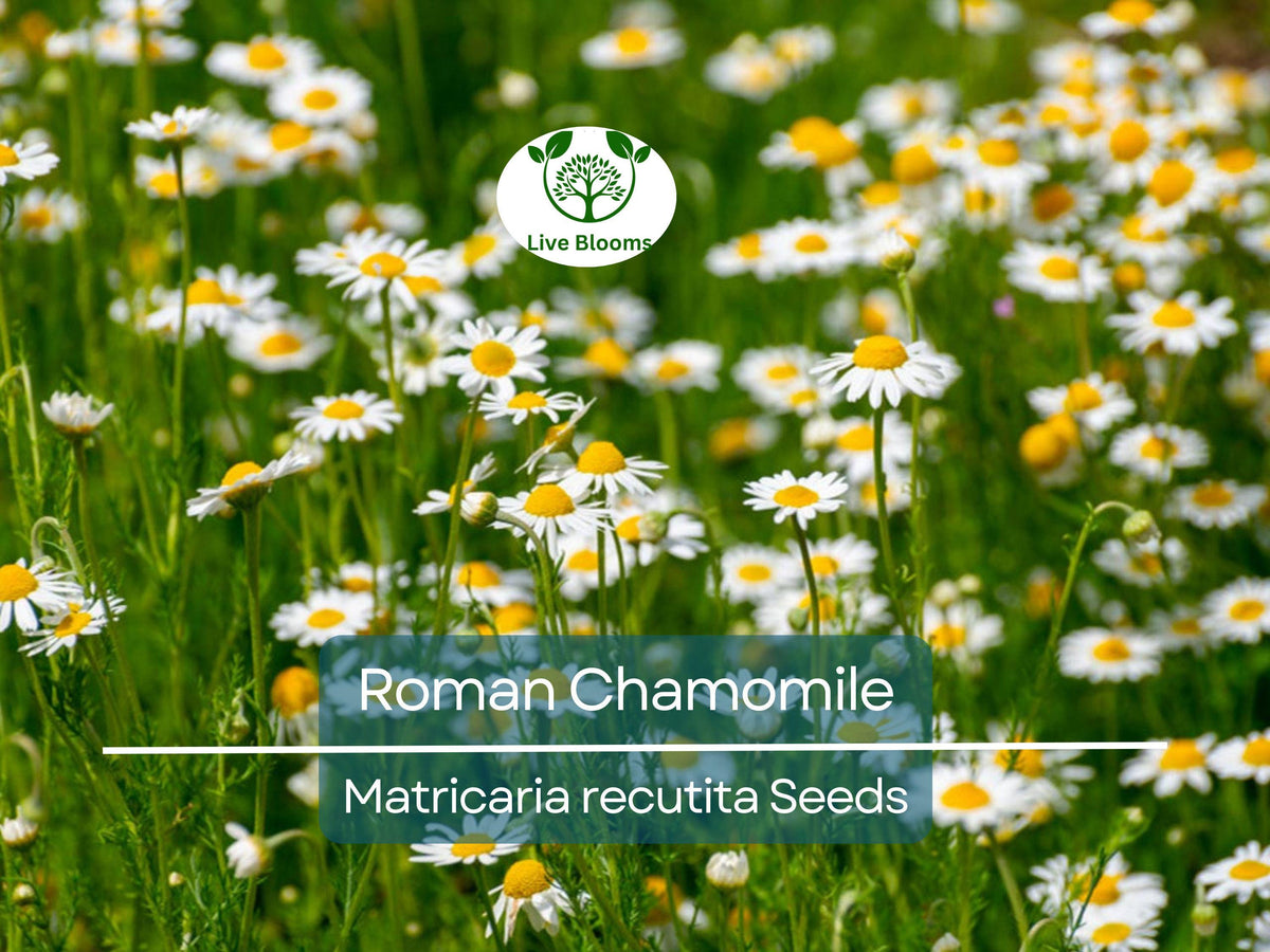 500 Seeds Roman Chamomile Herb, Heirloom, Fragrant Perennial, Non-GMO, Matricaria recutita, Ideal for Tea and Aromatic Gardens