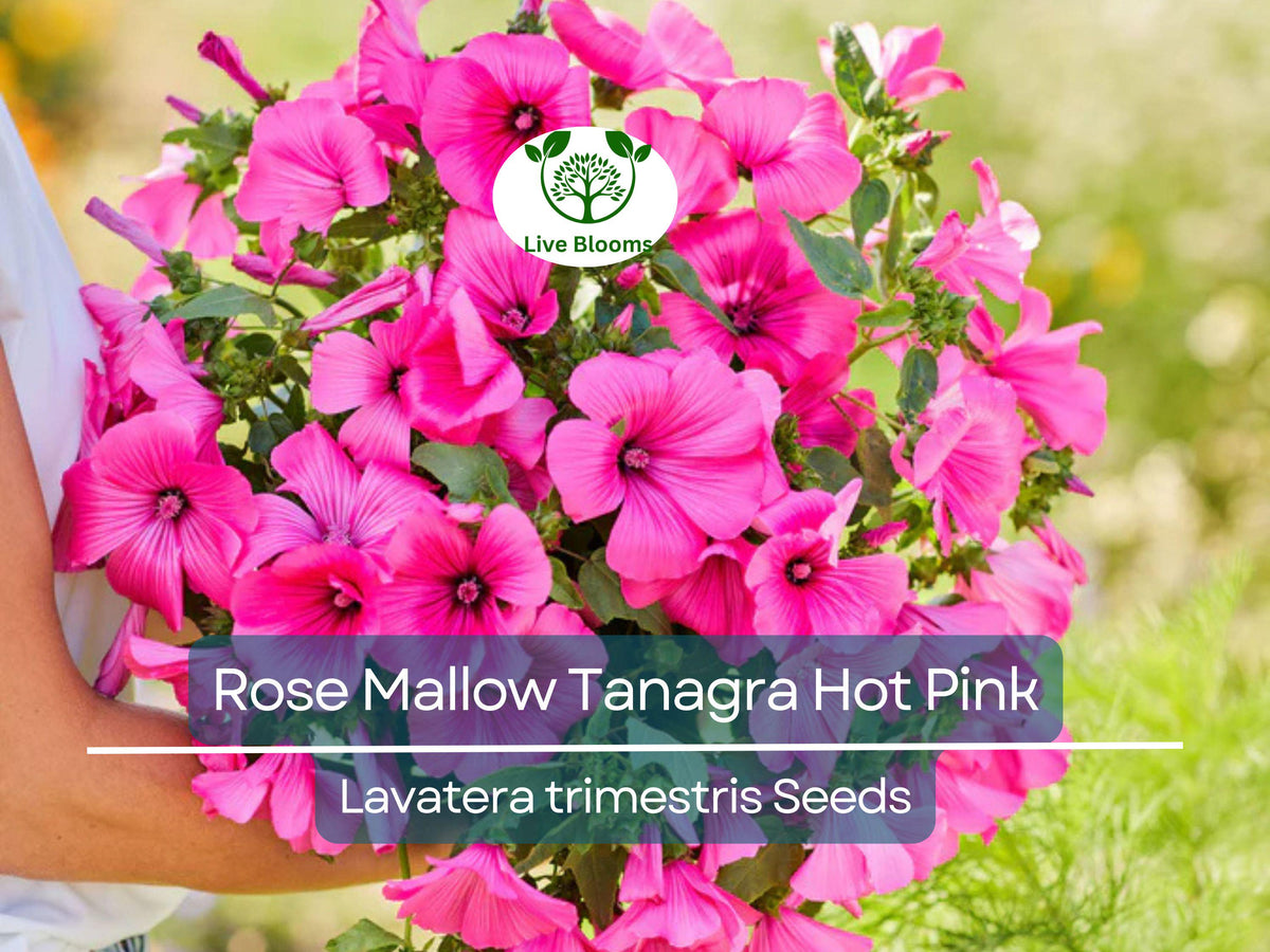 100 Seeds Rose Mallow Tanagra Hot Pink Blooms, Hardy Perennial, Non-GMO, Pollinator Attractor, Hibiscus moscheutos