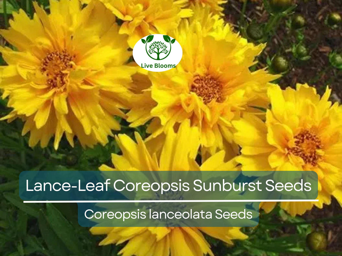 100 Lance-Leaf Coreopsis Seeds, Sunburst Tickseed, Bright Yellow Wildflower, Coreopsis lanceolata, Non-GMO, Perennial