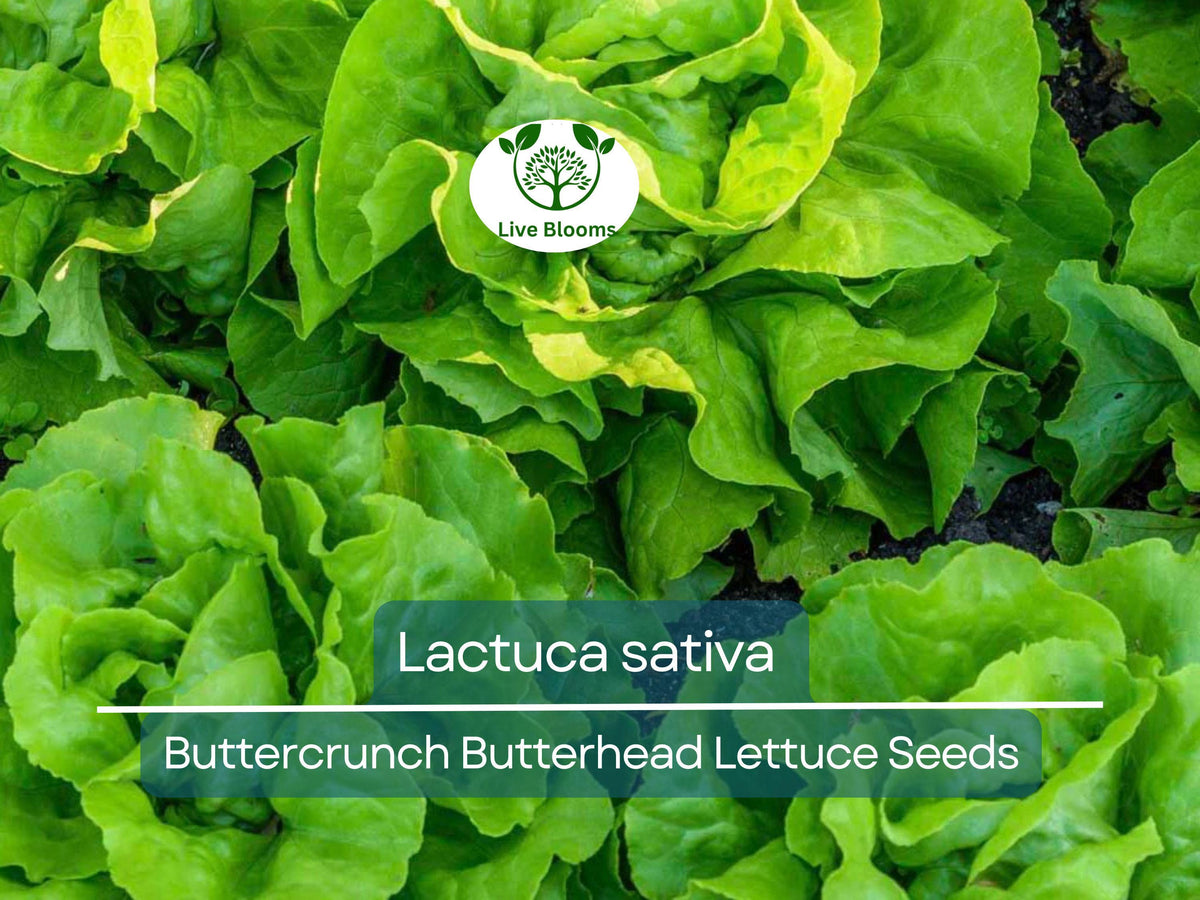 Buttercrunch Butterhead Lettuce Seeds - 700 Heirloom Seeds (Lactuca sativa) for Easy Gardening & Fresh Harvests