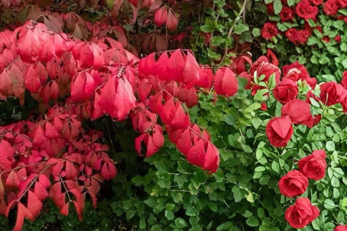 Christmas Cactus Starter Plant - Miss Shimano - Schlumbergera Truncata - Well-Rooted Indoor Cactus for Holiday Decor