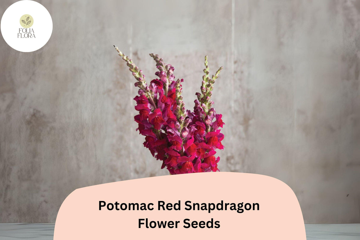 Christmas Cactus Starter Plant - Miss Shimano - Schlumbergera Truncata - Well-Rooted Indoor Cactus for Holiday Decor