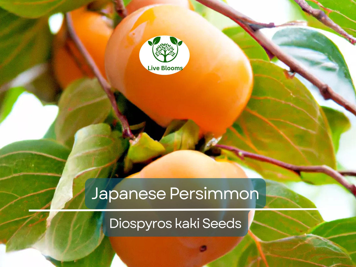 Japanese Persimmon Seeds - 5 Non-GMO Seeds (Diospyros kaki) for Edible Fruit Tree, Sweet Nutritious Organic Gardening