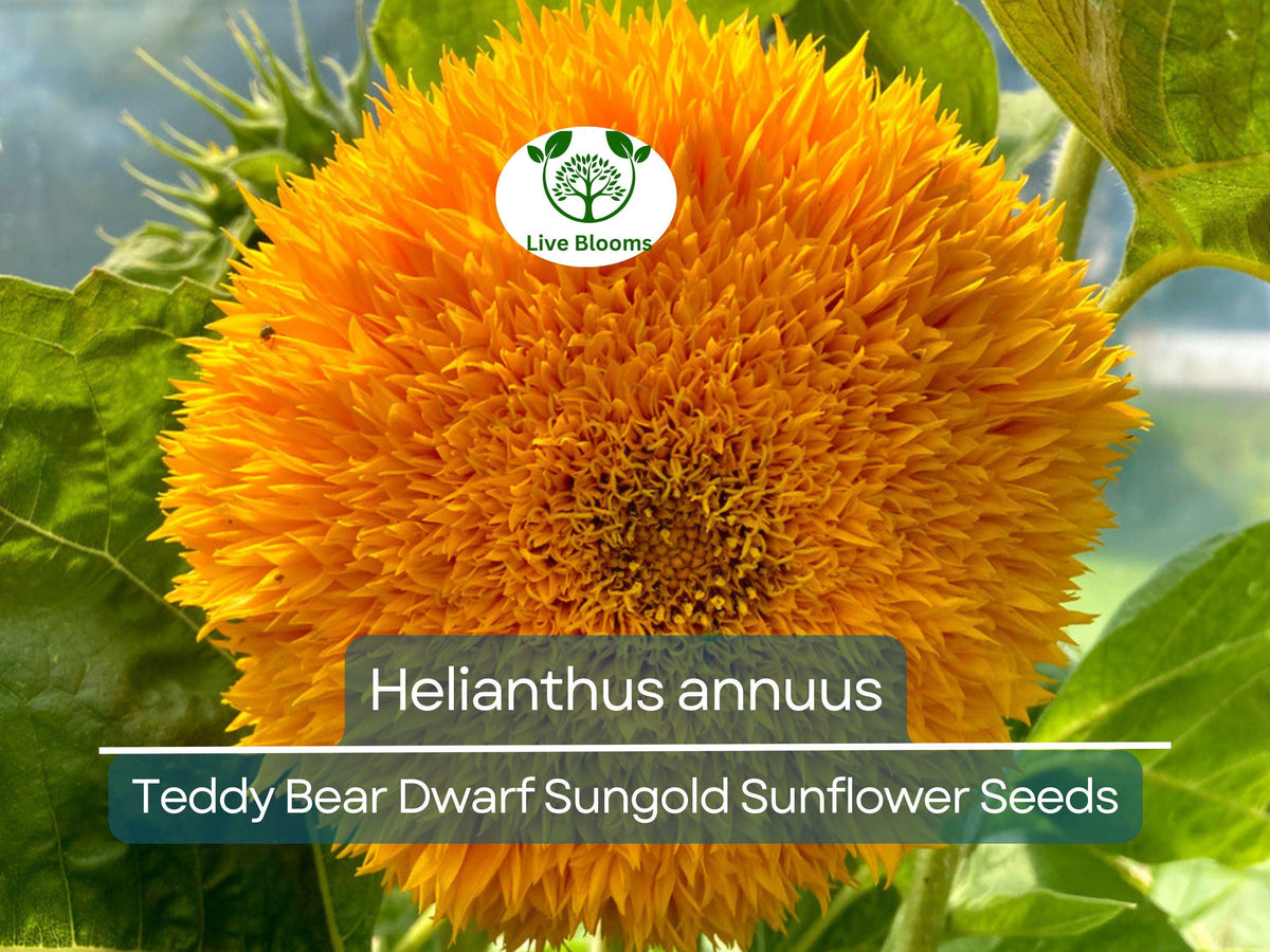 Teddy Bear Sunflower Seeds 1 Gram - Dwarf Sungold Compact Blooms (Helianthus annuus) - Easy to Grow, Pollinator-Friendly