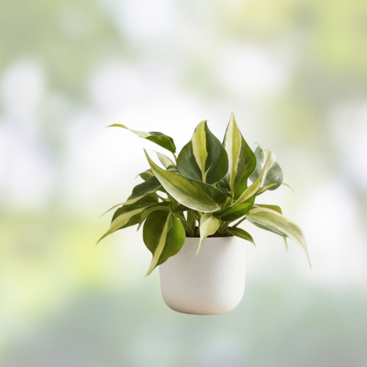 Philodendron Silver Stripe Rooted Cutting โ Easy-Care Live Houseplant | Variegated Heartleaf Philodendron Cutting