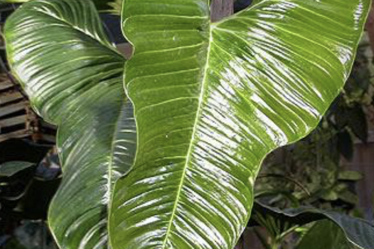 Philodendron Lupinum Live Plant - 2.75-4" Pot - Well-Rooted Climbing Aroid - Velvety Leaves (Philodendron lupinum)