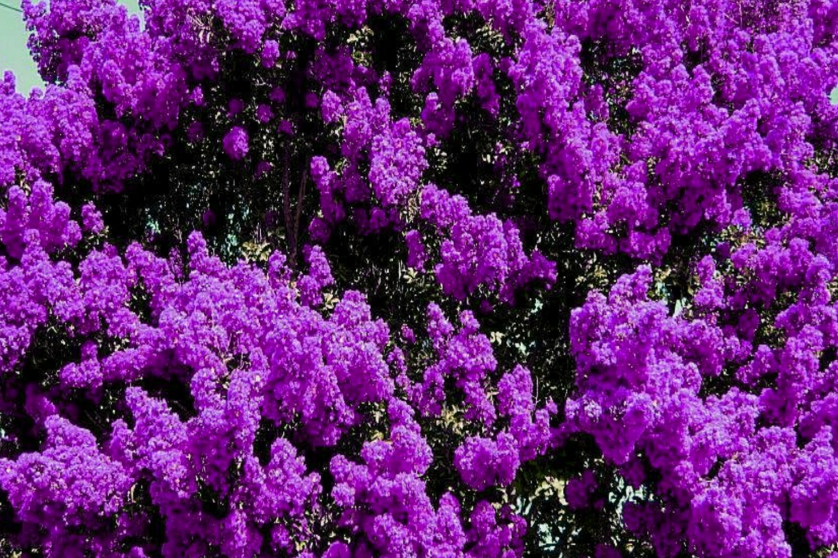 2 LIVE Purple Crape Myrtle Plants 2+ft | Lagerstroemia indica | Bare Root Garden Trees for Full Sun | Fast-Growing Ornamental Trees