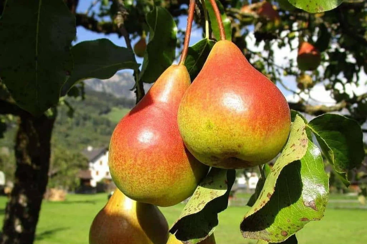Moon Glow Pear Tree 2ft Bare Root | Live Fruit Tree for Garden | Pyrus Variety, Cold-Hardy, Sweet Pears, Ready to Plant
