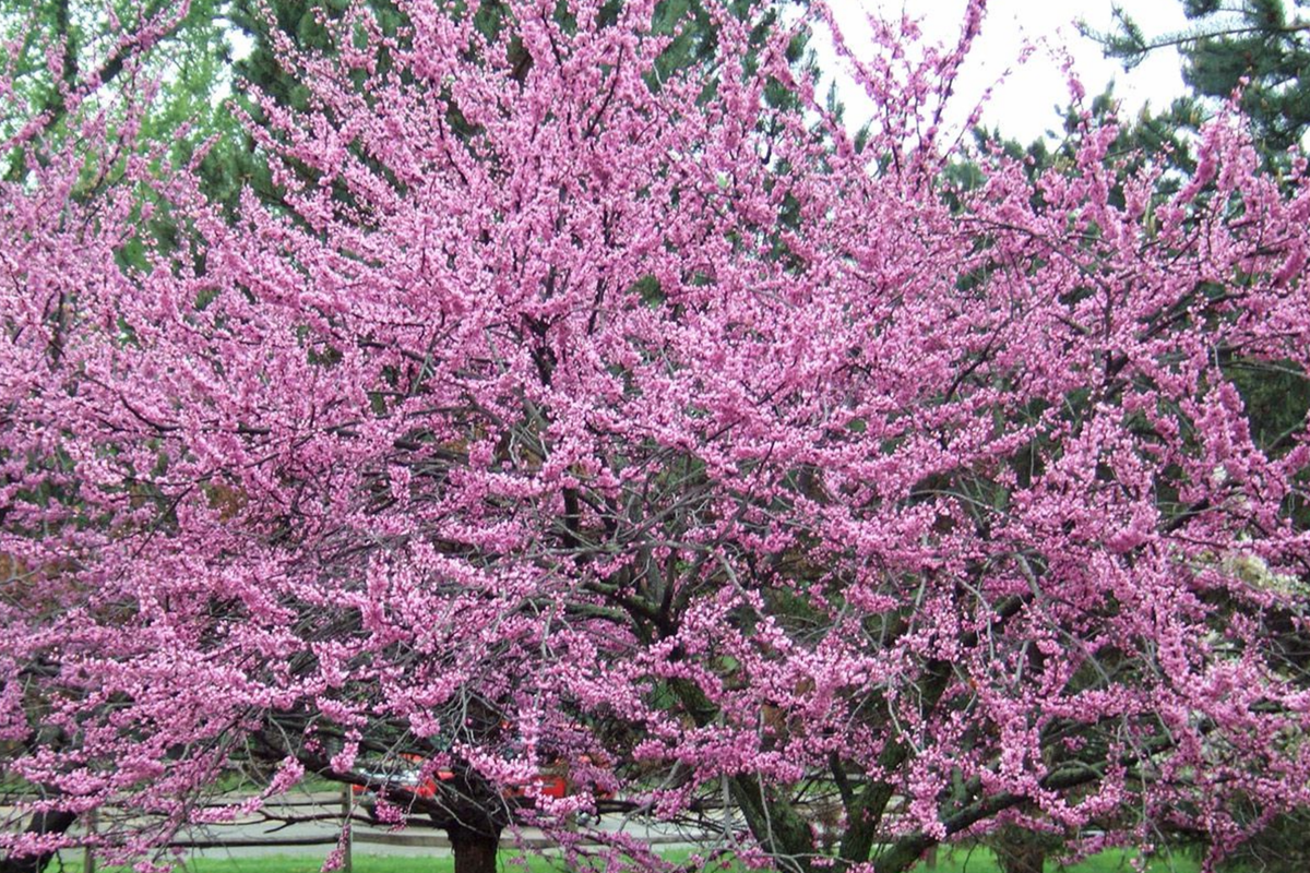 Eastern Redbud Tree 2 Feet Tall | Purple Flowers | Cercis canadensis | Hardy for Zones 4-8 | Ornamental Landscaping Tree