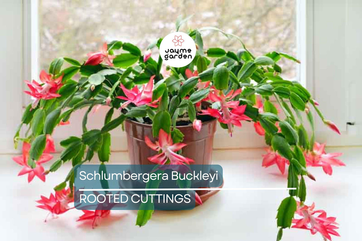 Christmas Cactus Starter Plant - Miss Shimano - Schlumbergera Truncata - Well-Rooted Indoor Cactus for Holiday Decor